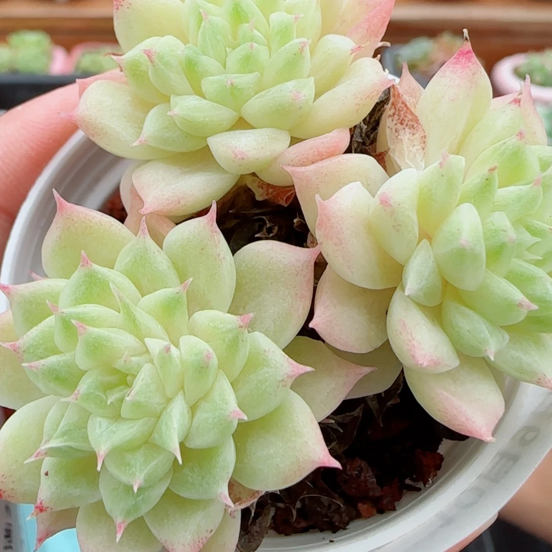 花语逸镜1009-105女王