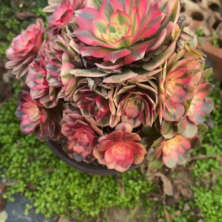 量拍一颗荔枝有砍不包损49