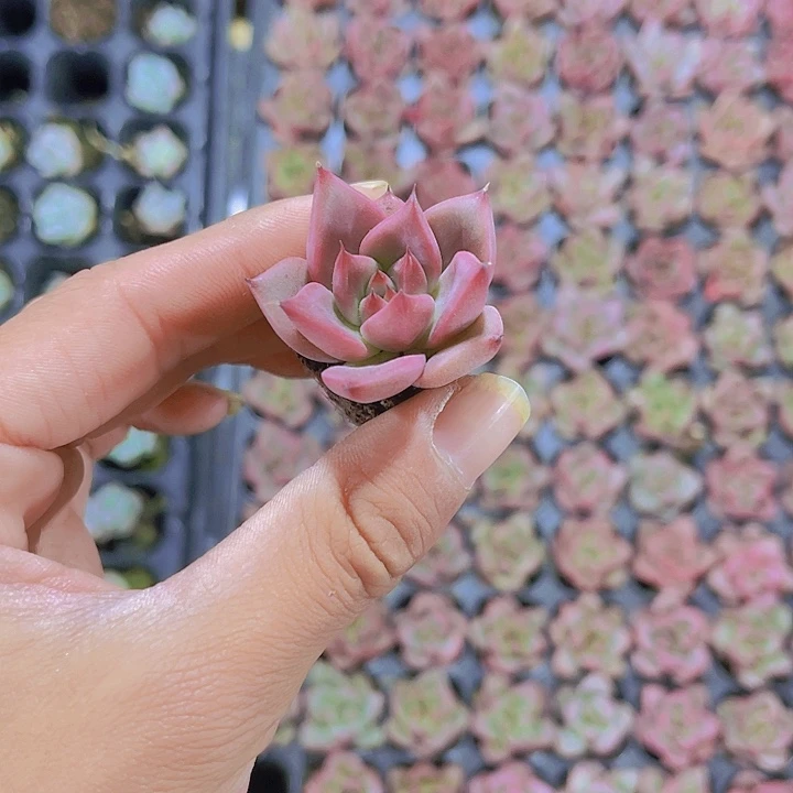 精品红颜密语多肉植物