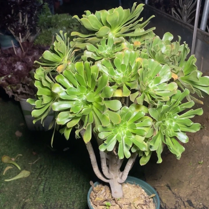 59原始绿法师多肉植物