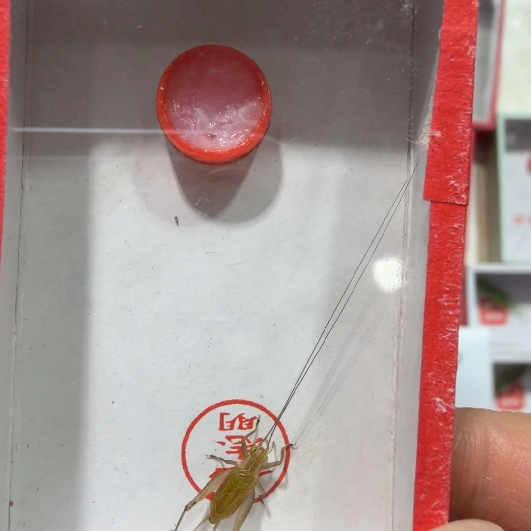 红***星蟋蟀石老师中长须一条