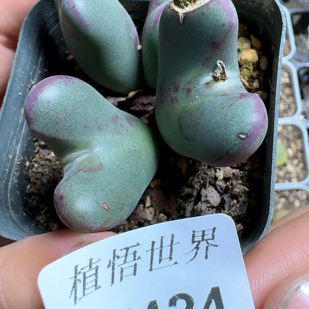 424盒多肉植物哇cv