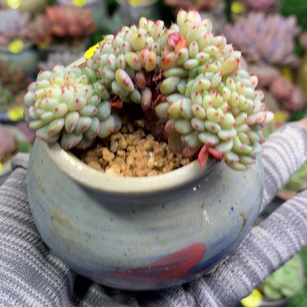 带盆    白胖子缀