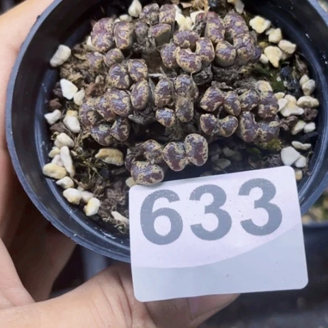 633蝴蝶一物一图如图