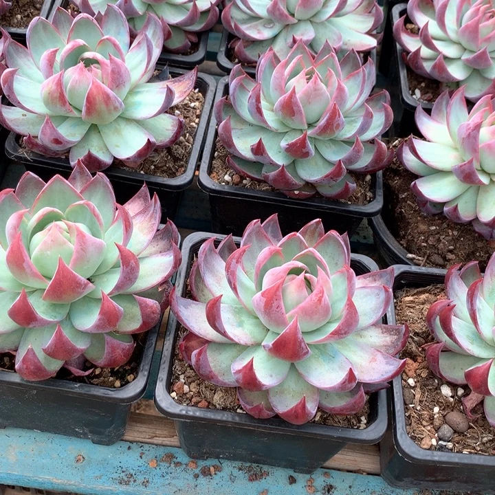 大惊鸿仙子多肉植物