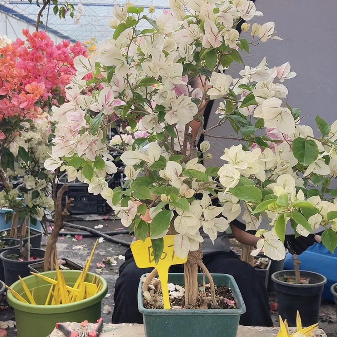 小****大部分花苞少量开放B67红樱