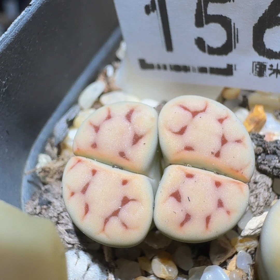 Zzzz精品生石花1568