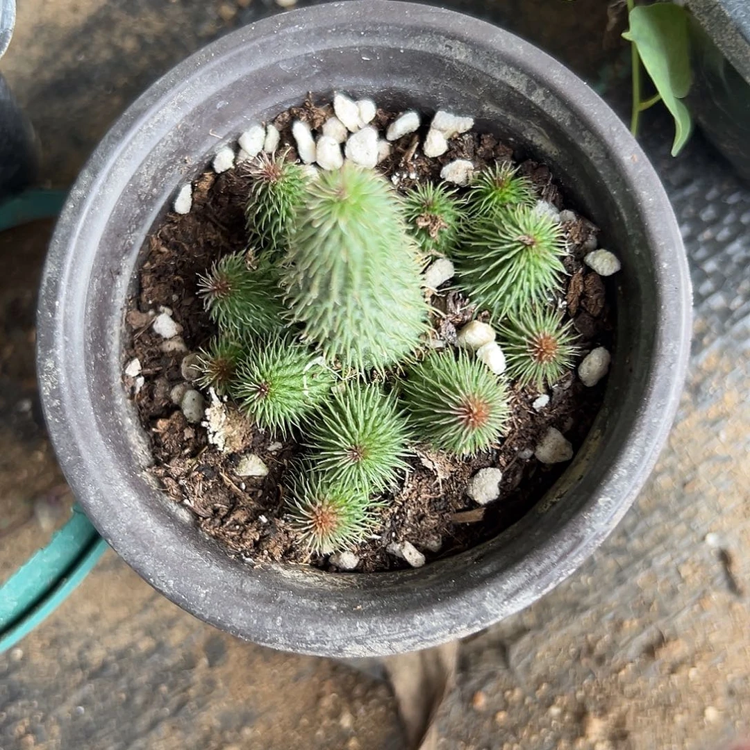 多肉植物啊修罗群