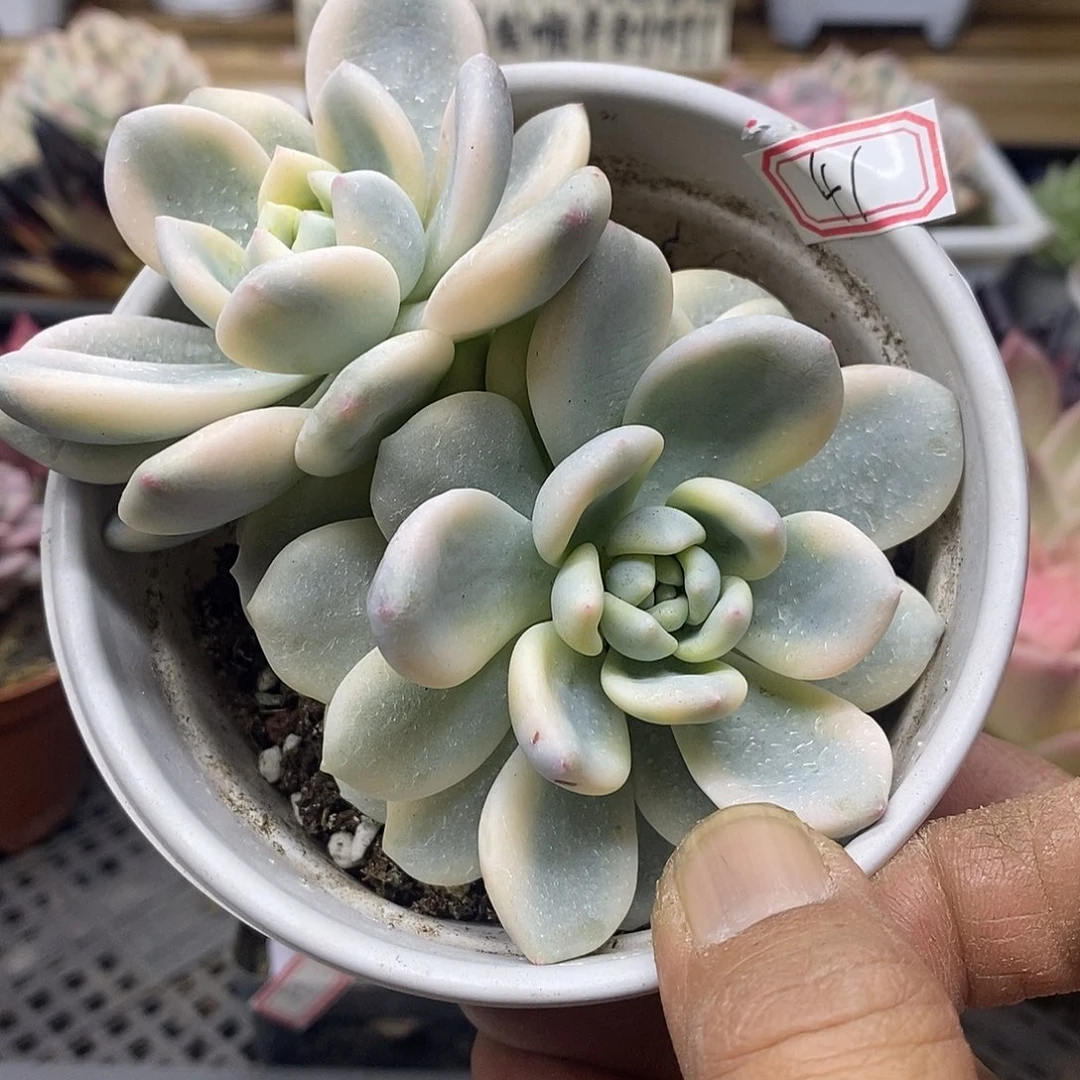 0641 望舒覆轮锦无砍双头