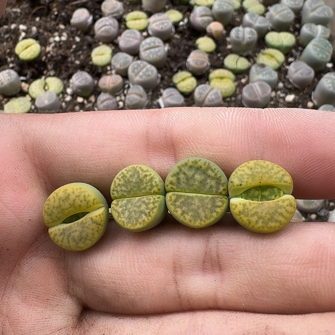 201满18包邮保温袋联系客服