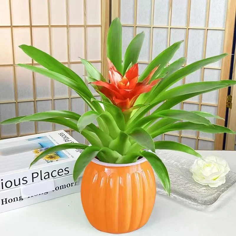 【小红星+橙色南瓜盆】四季种植开花植物盆栽室内花卉绿植