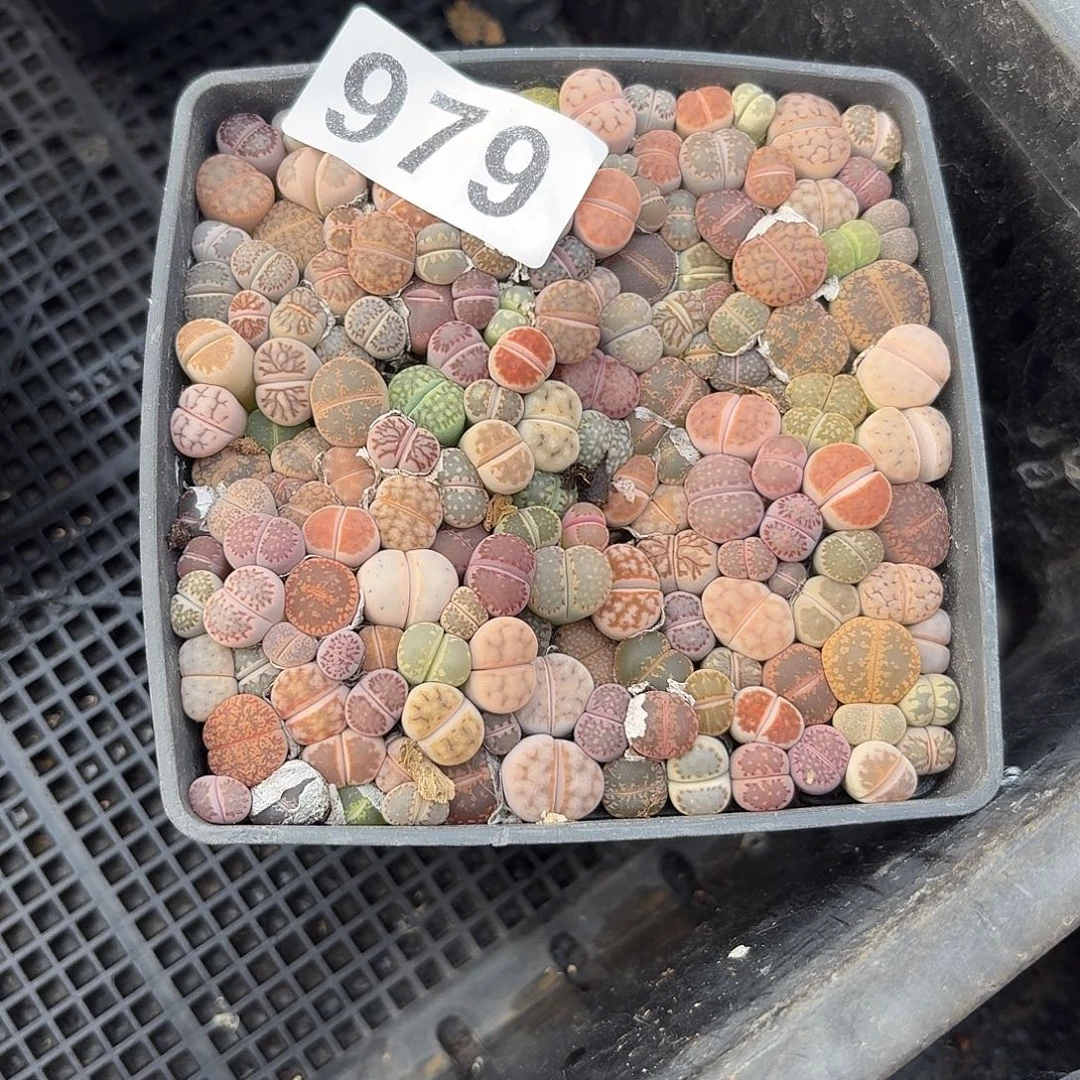 T***a生石花一物一拍十公分979