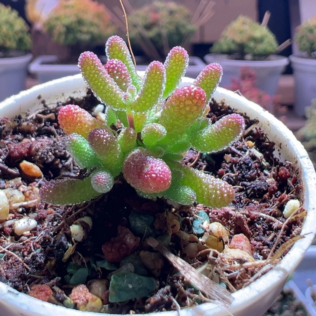 585橘子糖一物一拍包开箱