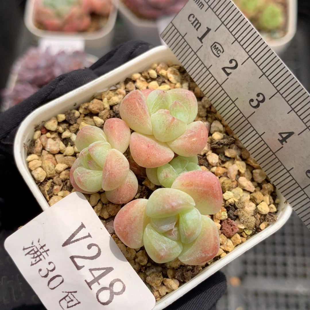 248。小脸糖心四头冰玉。