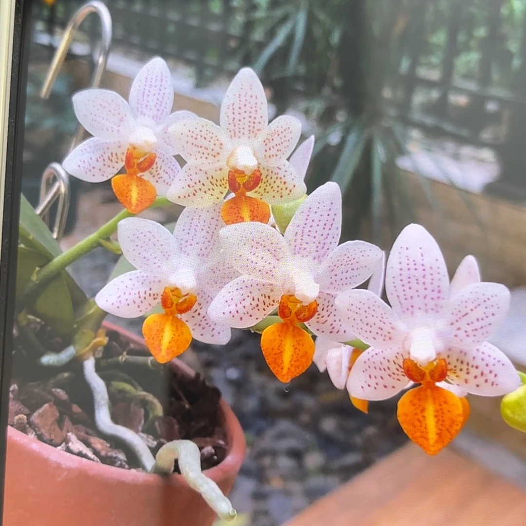 无花朵2.5寸迷你马克苗