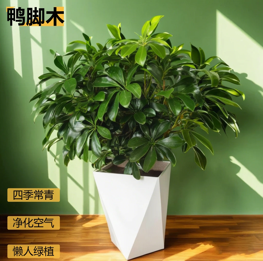 鸭脚木室内绿植盆栽四季常青客厅阳台办公室好养活