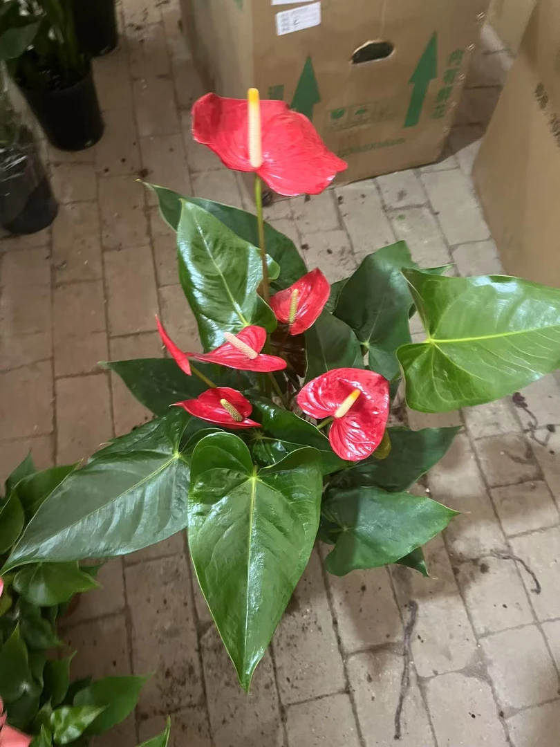 大棵红掌盆栽绿植