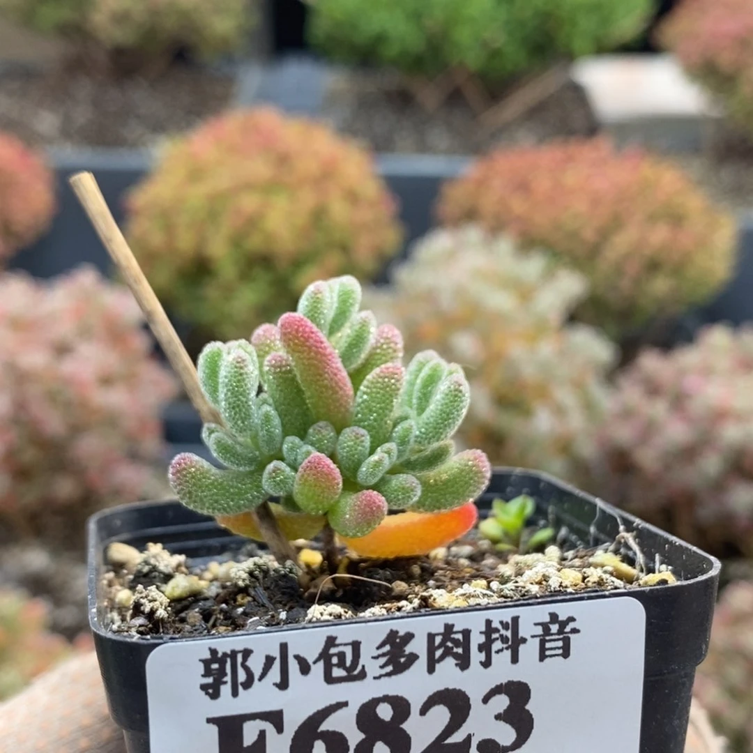 你****优选冰红6823枝干番杏