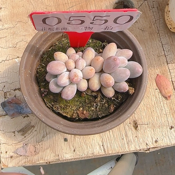 黄体汤圆550多肉植物