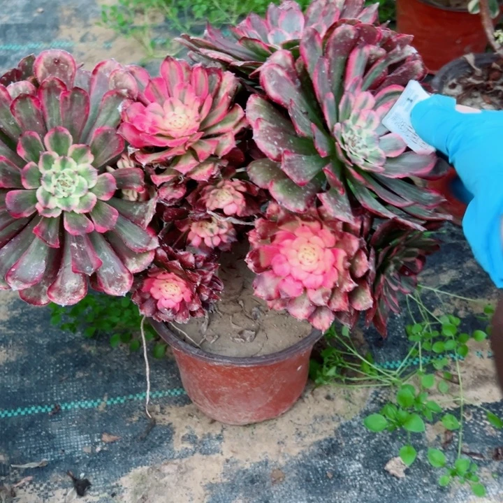 838多肉植物多肉呀