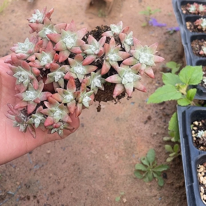 小鹿多肉一物一拍