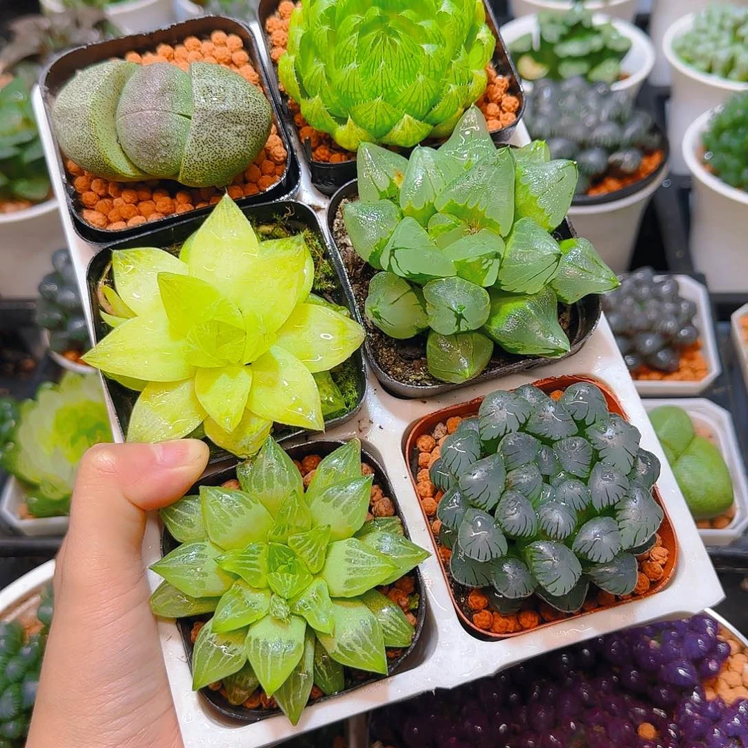 玉露六件套多肉，原盆