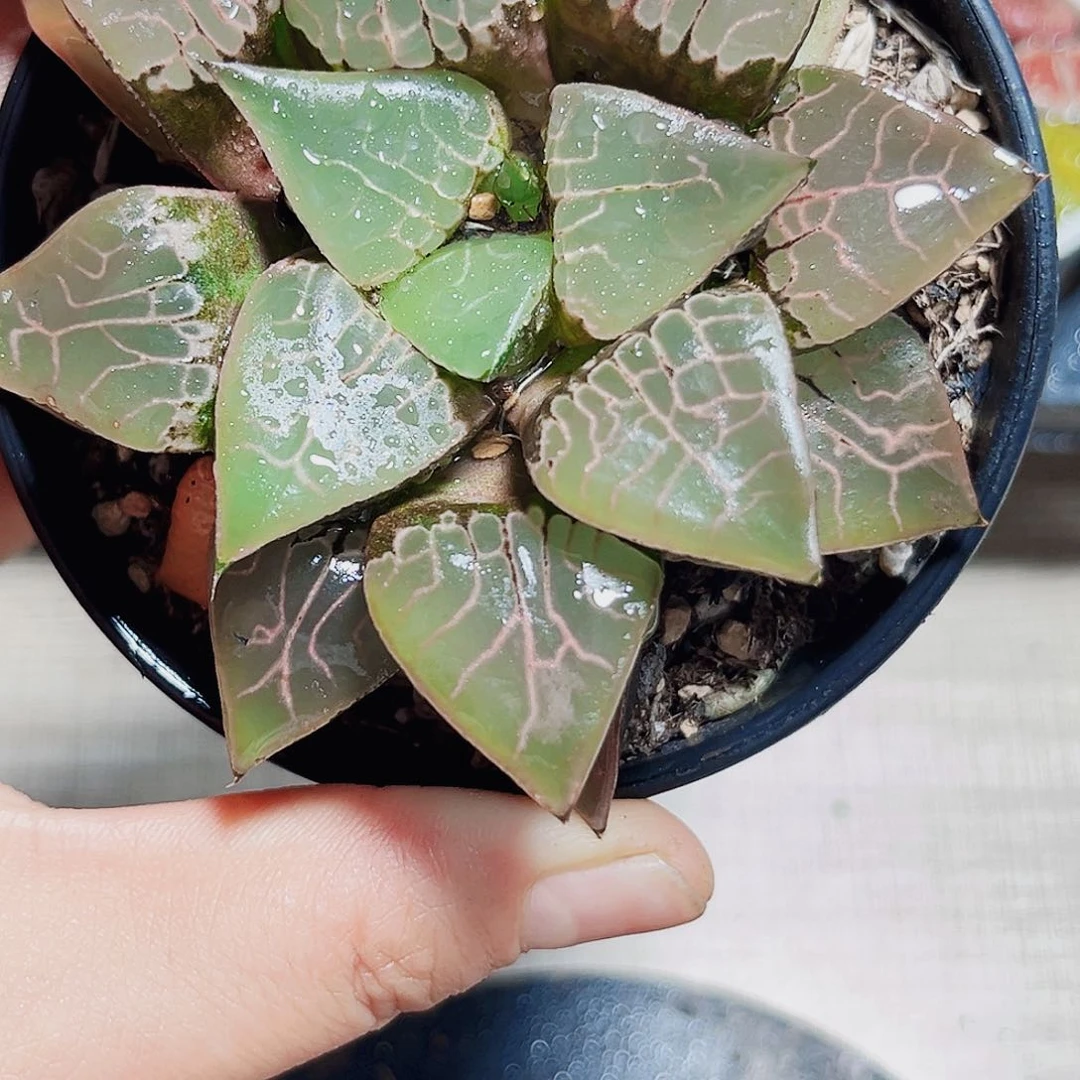 火凤凰克多肉植物6666