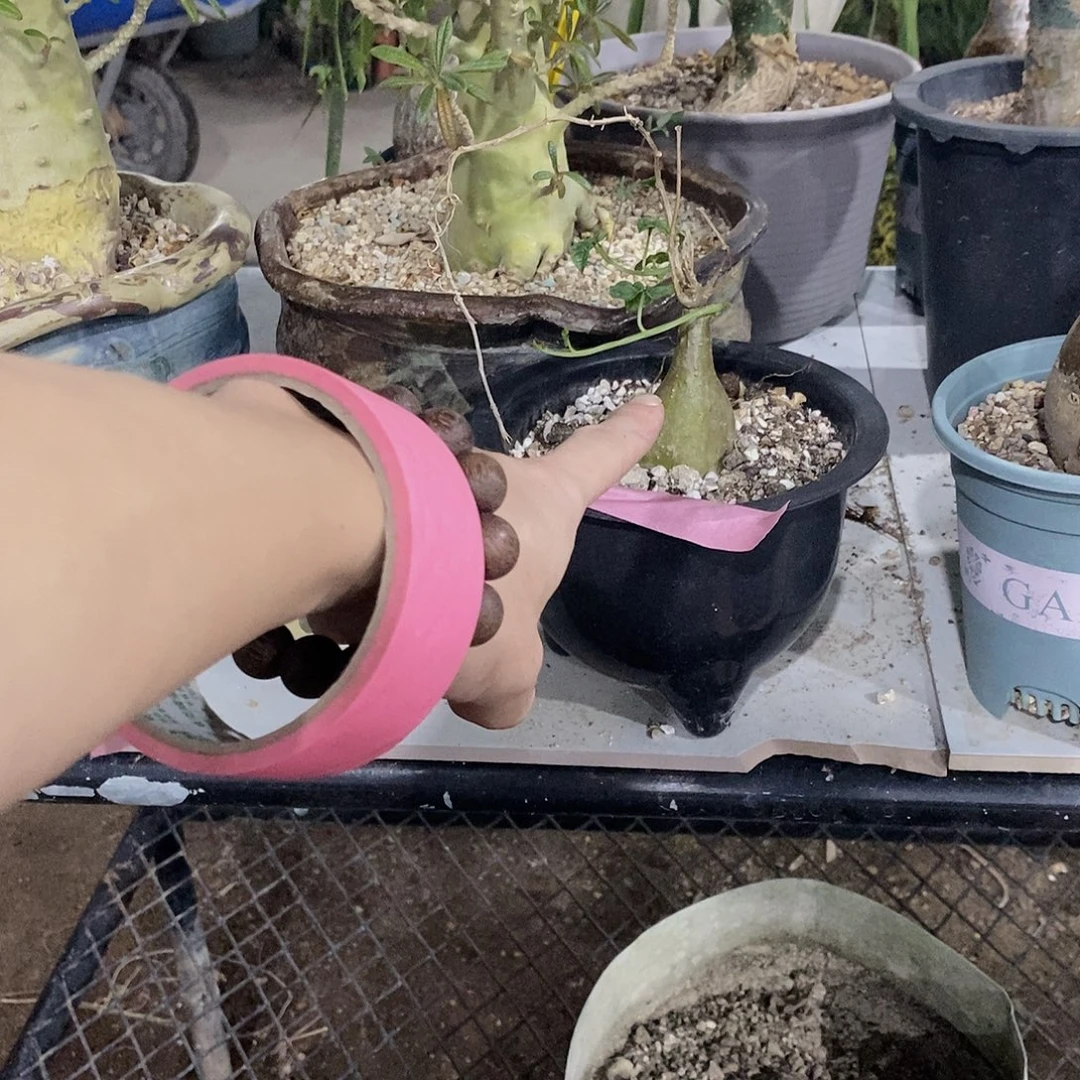 江***国1339带点土不带盆11111