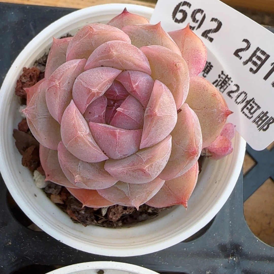 花语逸镜0213-692