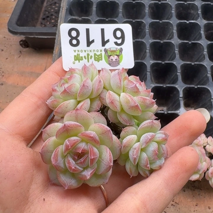 多肉植物多肉植物