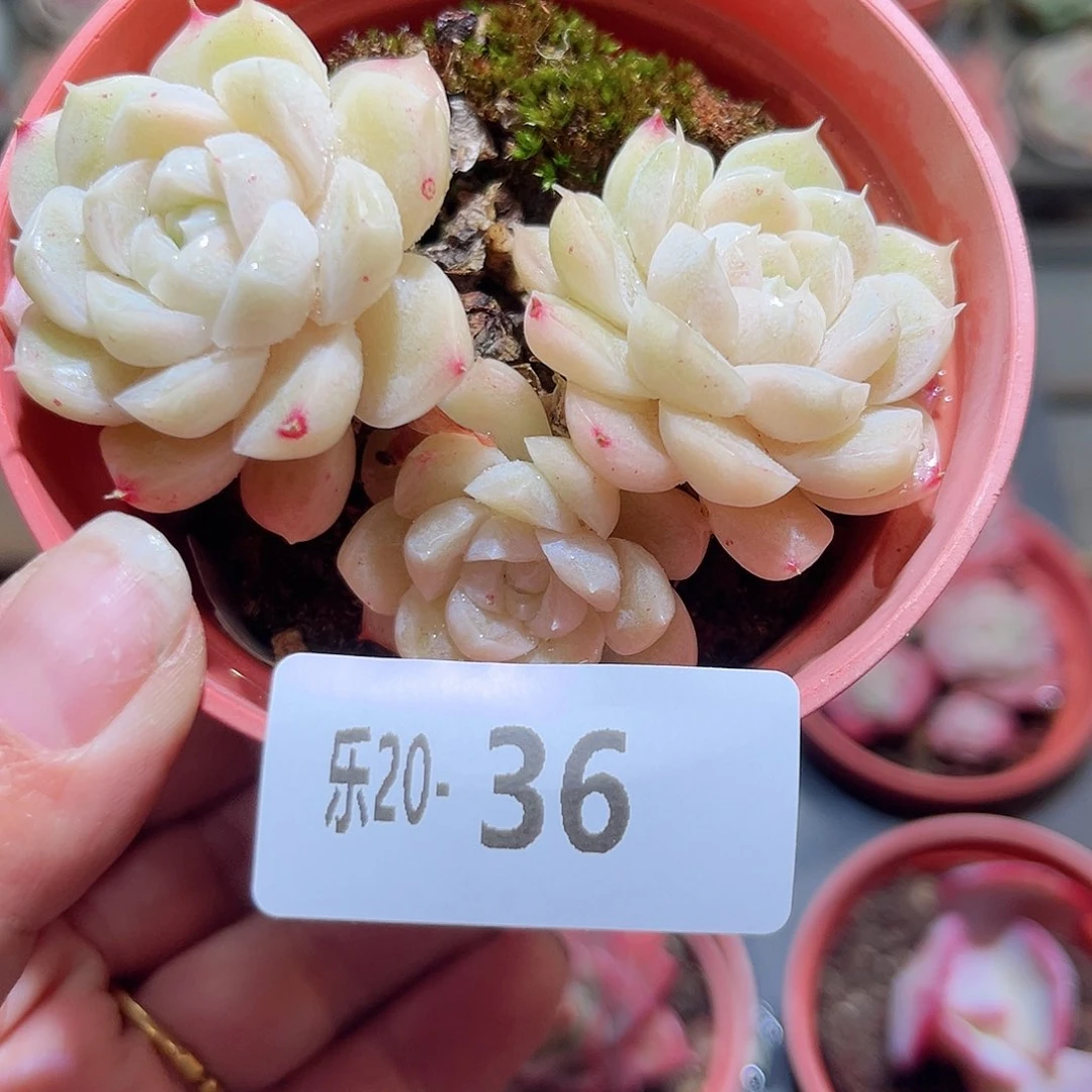 木乐20-36麦秆群