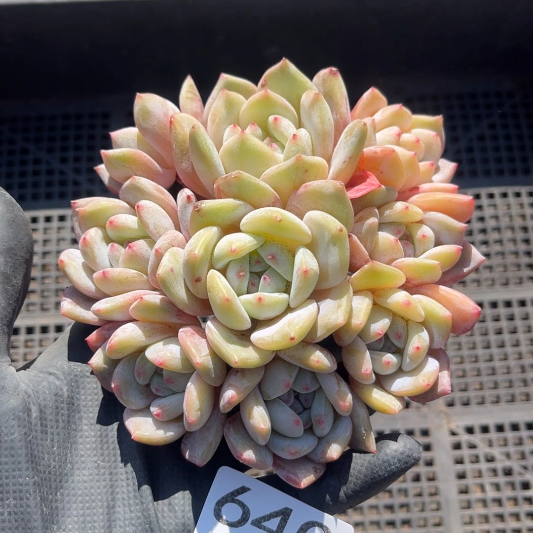 640号新疆西藏内蒙古不包邮