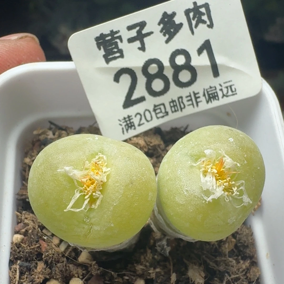 空卡带盆土。