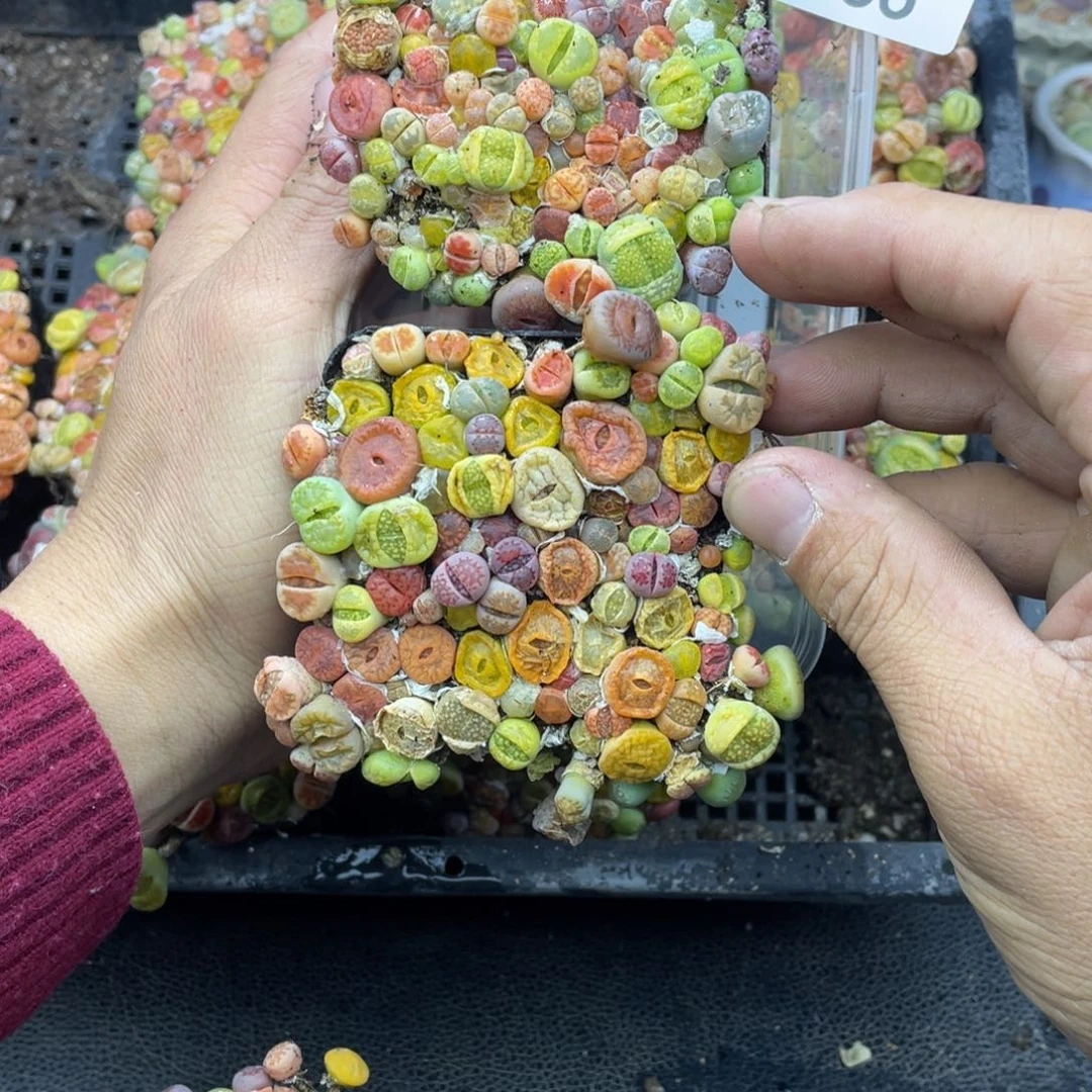 红陶子***木00000000000786