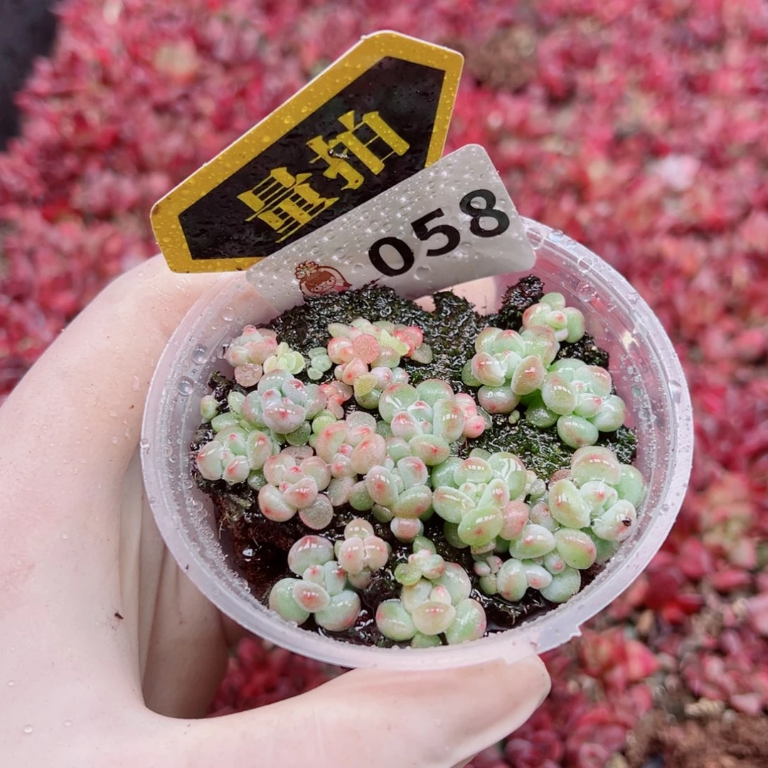 多肉植物多肉植物