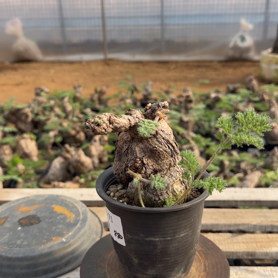 71枯木洋葵块根植物