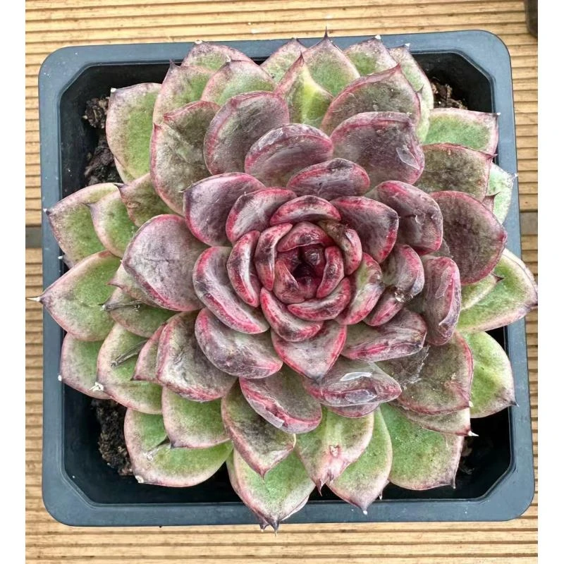 15#墨奎多肉植物   前男友精品多肉