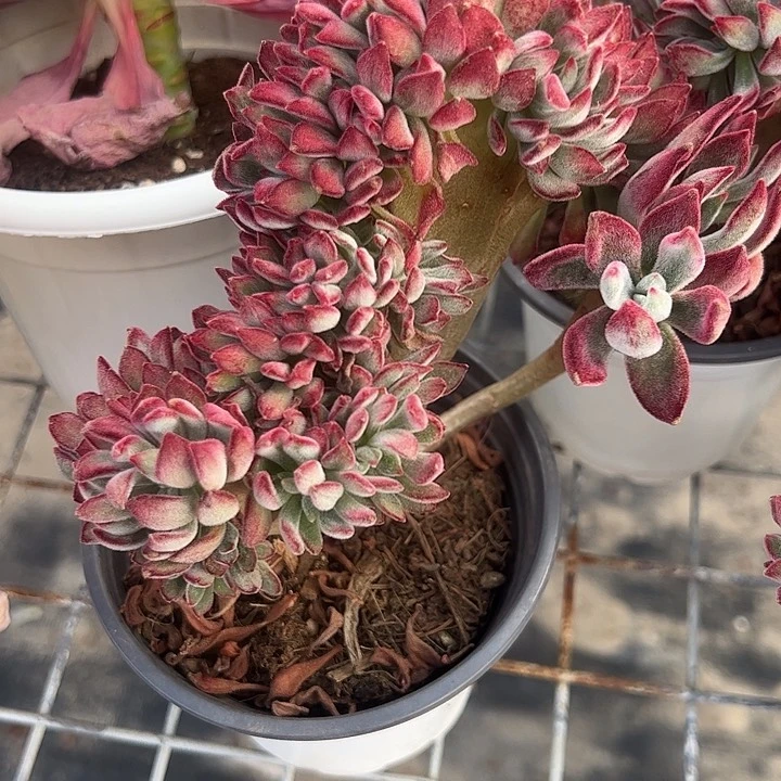 锦晃星缀化多肉植物