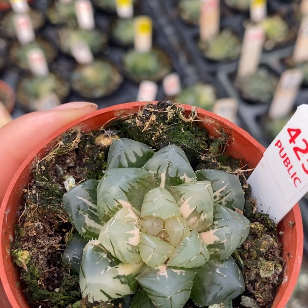 不开花植物425水中月