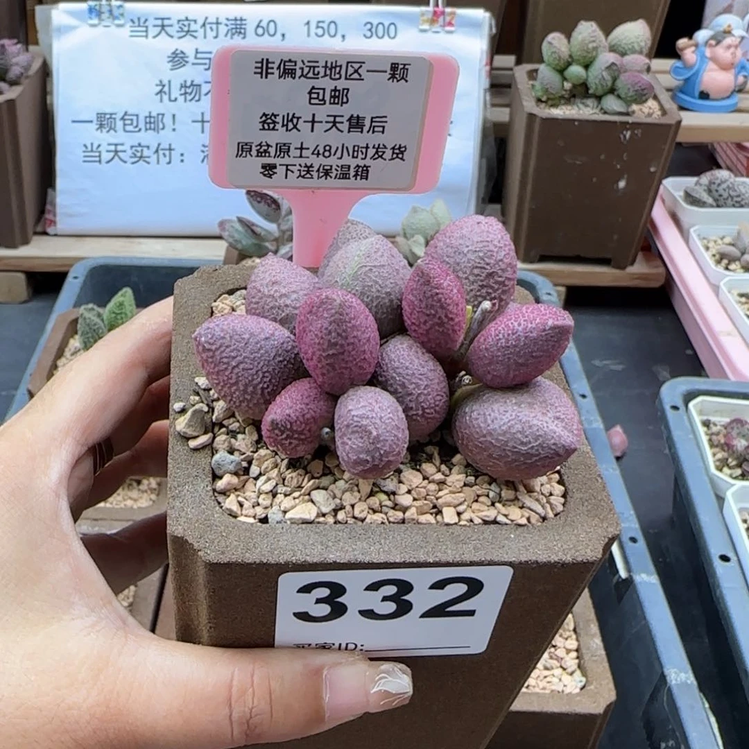332少女心多肉植物