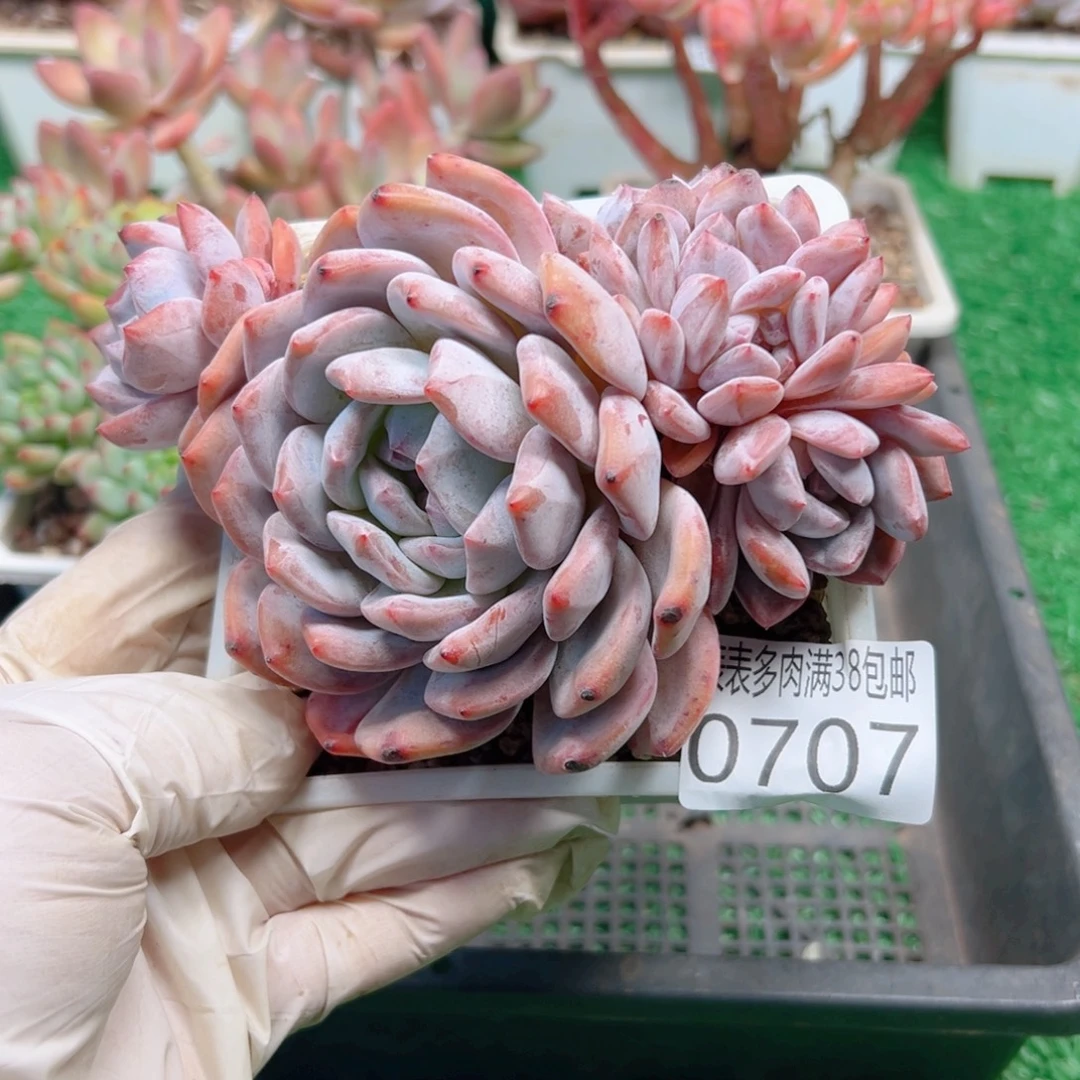 无花朵多肉一物＿拍植物0707