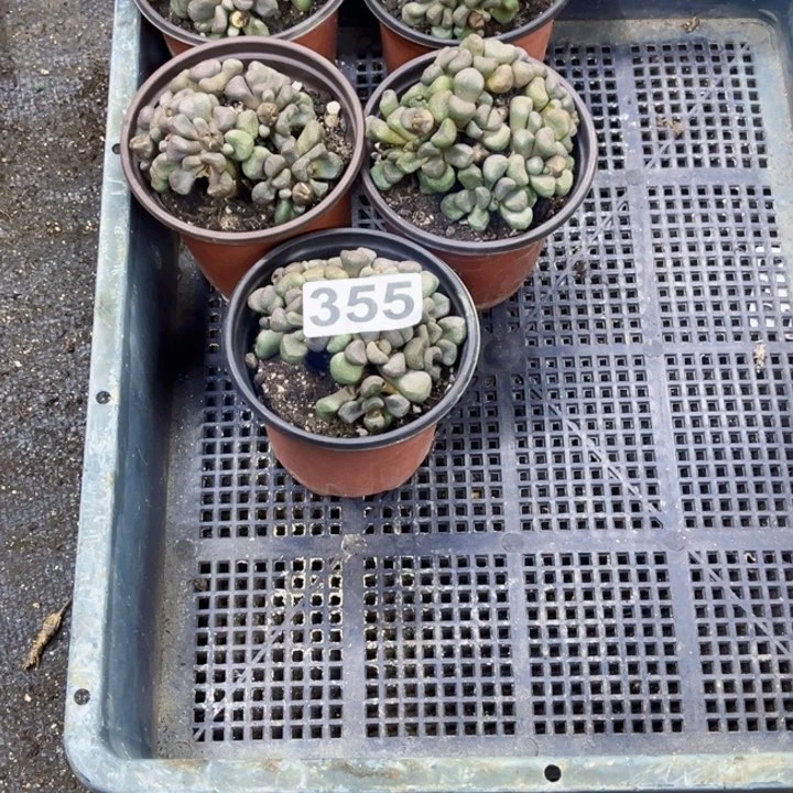 355唐扇一物一图如图