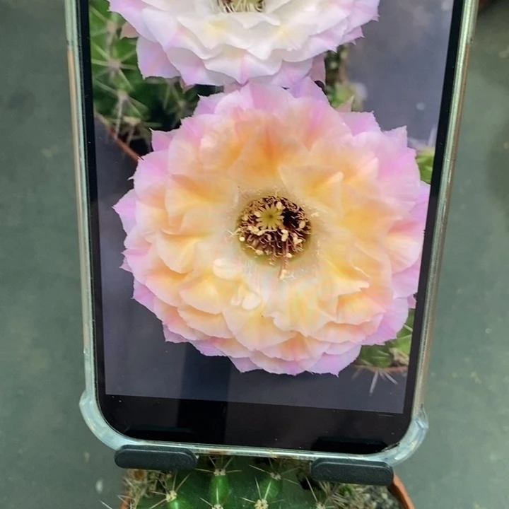 香香多变58号6.5公分左右