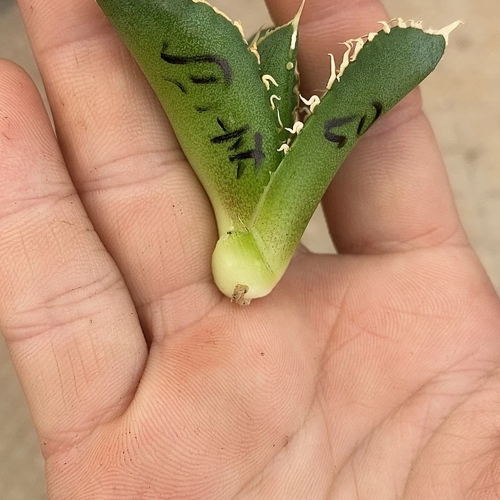 多肉植物龙蛇兰白豪次