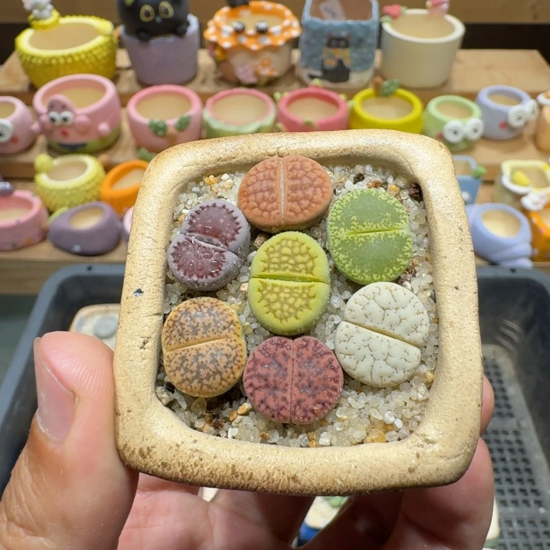 蘑菇271彩拼多肉植物