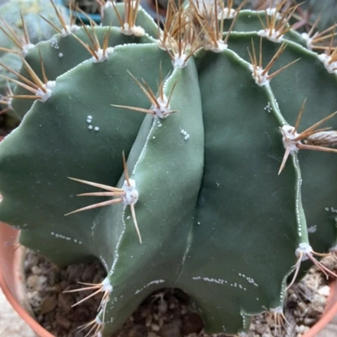 般若仙人球45米仙人球