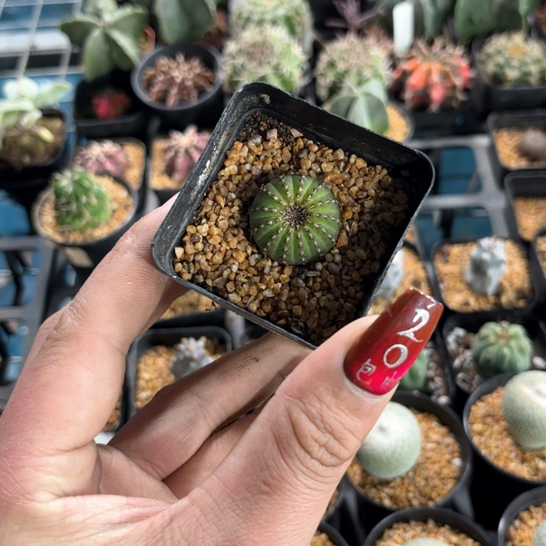 大型士童单头小号发货