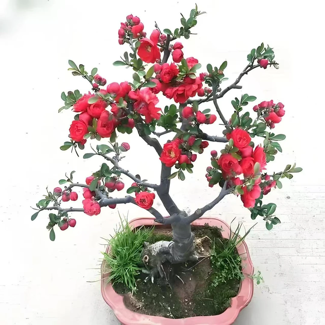 【四季海棠】红牡丹海棠花耐寒耐旱带花苞花芽