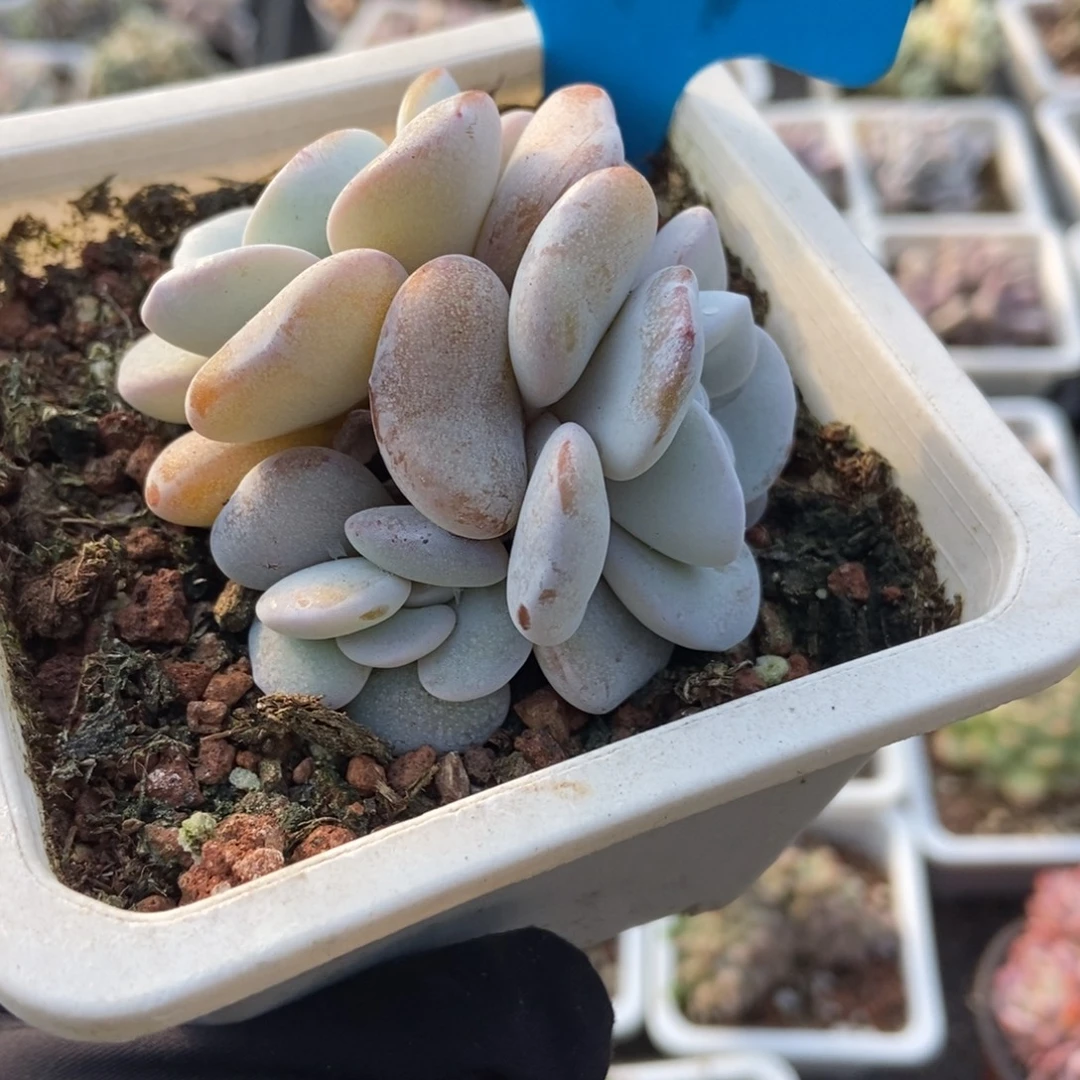 899雪莲多肉植物多肉