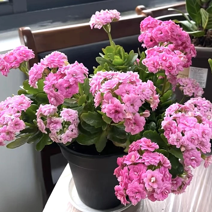 粉色长寿花 1盆盆栽爆花好养花期长 云南鲜花绿植